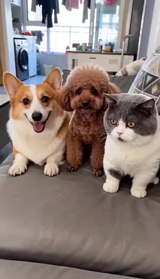 funny#funny #cute #fyp #cat #dog