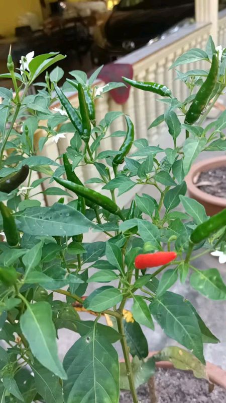 Petik je bila nak guna 🌶️ Tanam sekali, lepas tu memang tak putus cili.Benih pun ada kat link, senang je nak start tanam.#benihcili #shopeefinds