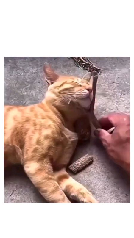 tidur😻#car #fyp #New #Shopeevideo #shopee #cat #funny #suggestion #global #trending #fyp
