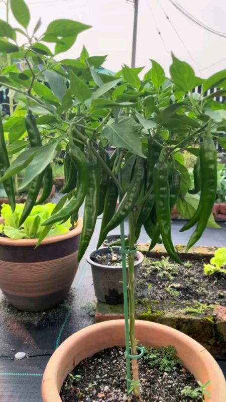 🌶️🌶️🥦#cili#benihcili#shopeehaul#shopeevideo#fyp