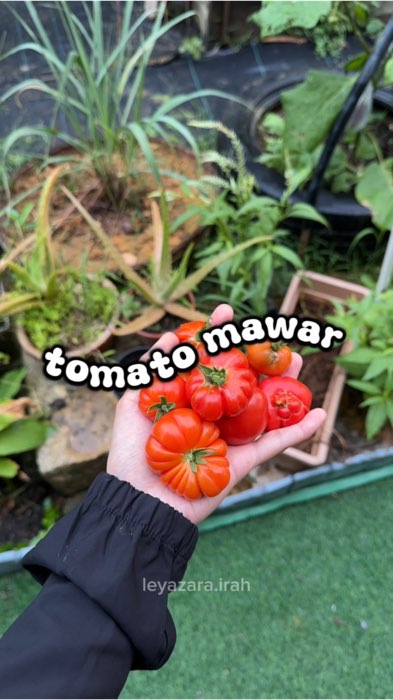 #tomatomawar #shopeelagimurah #kebun #tanam
